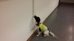 AntiPest hundesøk etter veggedyr.