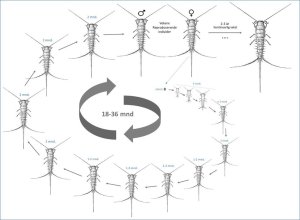 utvikling-av-skjeggkre